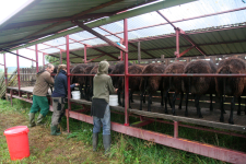images/Unsere-Tiere/melken 2014.png